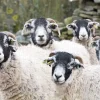 Cardtoons - Swaledales - 1000 Piece