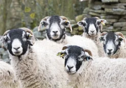 Cardtoons - Swaledales - 1000 Piece