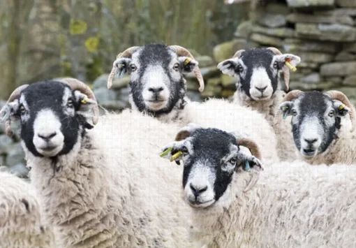 Cardtoons - Swaledales - 1000 Piece