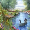 Castorland - 151042 - Black Swans (Andres Orpinas) - 1500 Piece