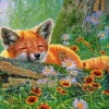 Castorland - 53872 - Foxy Dreams (Abraham Hunter) - 500 Piece