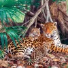 Castorland - 300280 - Jaguars in the Jungle - 3000 Piece