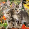 Castorland - 151899 - Kitten Buddies - 1500 Piece