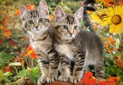 Castorland - 151899 - Kitten Buddies - 1500 Piece