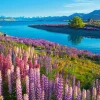 Castorland - 53896 - Lake Tekapo, New Zealand - 500 Piece