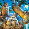Castorland - 53322 - Owl Family - 500 Piece