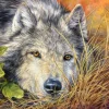 Castorland - 53285 - Pure Soul - 500 Piece