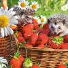 Castorland - 222025 - Strawberry Dessert (Elena Eremina) - 200 Piece