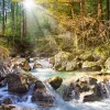 Castorland - 200382 - Sunny Forest stream - 2000 Piece