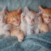 Castorland - 105144 - The Sweetest Kittens - 1000 Piece