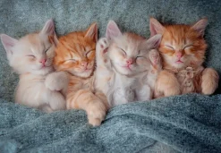 Castorland - 105144 - The Sweetest Kittens - 1000 Piece
