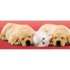 Clementoni - 30394 - A Little Sleep - 500piece (Panorama)