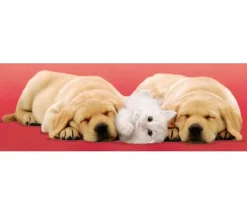 Clementoni - 30394 - A Little Sleep - 500piece (Panorama)