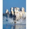 Clementoni - 39125 - Horses - 1000 Piece