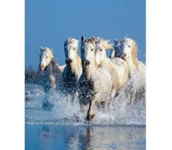 Clementoni - 39125 - Horses - 1000 Piece
