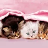 Clementoni - 39127 - Kittens Under The Blanket - 1000 Piece Panoramic