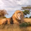 Clementoni - 39479 - The King - 1000 Piece