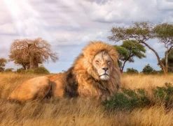 Clementoni - 39479 - The King - 1000 Piece