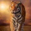 Clementoni - 31806 - Tiger - 1500 Piece