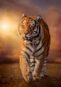 Clementoni - 31806 - Tiger - 1500 Piece