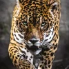 Clementoni - 39326 - Walk of the Jaguar - 1000 Piece