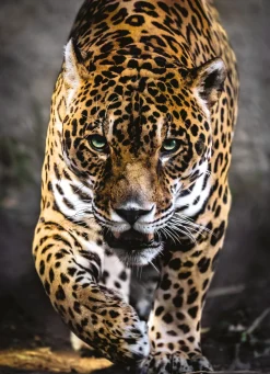 Clementoni - 39326 - Walk of the Jaguar - 1000 Piece
