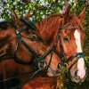 Cobble Hill - 48017 - Friends Forever (Kim Penner) - 275 XL Piece