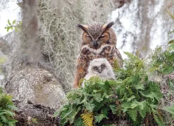 Cobble Hill - 80246 - Great Horned Owl (Simon Bolyn) - 1000 Piece
