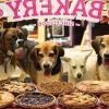 Cobble Hill - 85033 - Who Wants Pie - 500 Piece