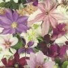 Cranham - 06 - Clematis Montage - 500piece