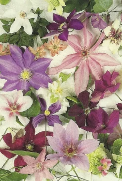 Cranham - 06 - Clematis Montage - 500piece