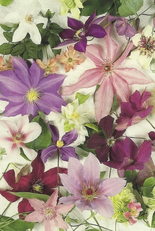 Cranham - 06 - Clematis Montage - 500piece