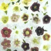 Cranham - 19 - Hellebore Collection - 500 piece