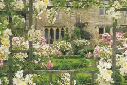 Cranham - 21 - Roses on a Trellis - 500piece