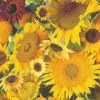 Cranham - 11 - Sunflower Montage - 500piece