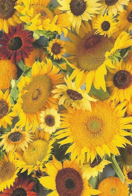Cranham - 11 - Sunflower Montage - 500piece