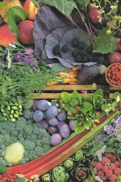 Cranham - 10 - Vegetable Box - 500piece