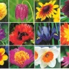 Cranham - JPCP 32 - Blooming Gorgeous - 500 Piece