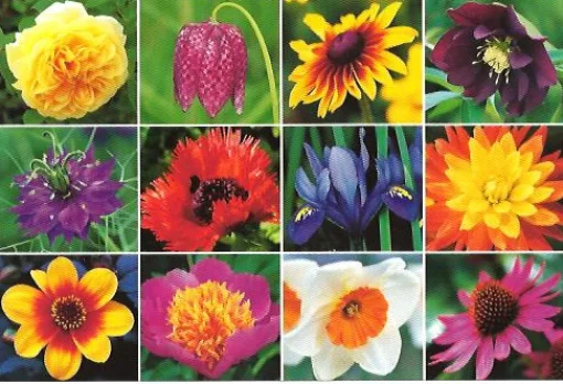 Cranham - JPCP 32 - Blooming Gorgeous - 500 Piece