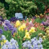 Cranham - JPCP36 - A Colourful Iris Garden - 500 Piece
