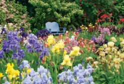 Cranham - JPCP36 - A Colourful Iris Garden - 500 Piece