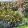 Cranham - JPCP37 - Full Bloom at David Austin Roses - 500 Piece
