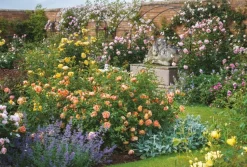 Cranham - JPCP37 - Full Bloom at David Austin Roses - 500 Piece