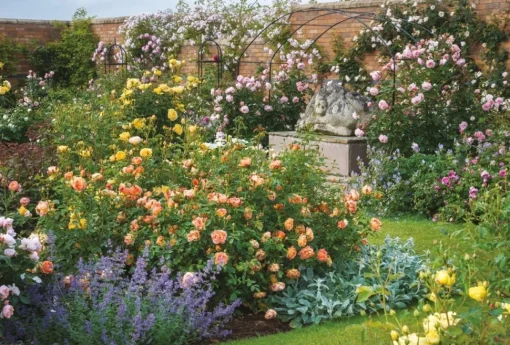 Cranham - JPCP37 - Full Bloom at David Austin Roses - 500 Piece