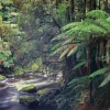 Crown and Andrews Australia - 81838 - Bird River Tasmania - 748piece