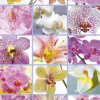 Educa - 16302 - Collage of Flowers - 1500 Piece (The Box is a Bit Bashed on the Bottom Left Corner)