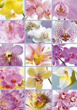Educa - 16302 - Collage of Flowers - 1500 Piece (The Box is a Bit Bashed on the Bottom Left Corner)