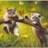 Educa - 13413 - Kittyland - 500piece