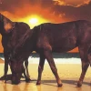 Educa - 12445 - Sunset on the Beach - 1000piece