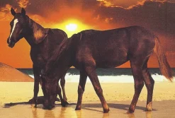 Educa - 12445 - Sunset on the Beach - 1000piece